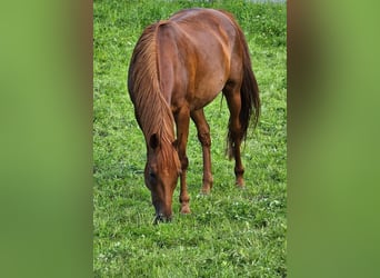 Trakehner Mix, Stute, 13 Jahre, 157 cm, Dunkelfuchs
