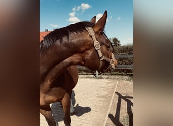 Trakehner, Stute, 13 Jahre, 160 cm, Brauner