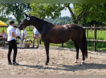 Trakehner, Stute, 13 Jahre, 162 cm, Rappe