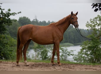 Trakehner, Stute, 13 Jahre, 164 cm, Fuchs