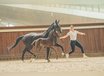 Trakehner, Stute, 13 Jahre, 165 cm, Brauner