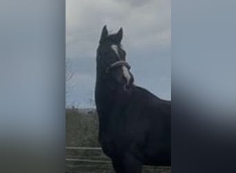 Trakehner, Stute, 13 Jahre, 165 cm, Brauner