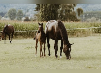 Trakehner, Stute, 13 Jahre, 165 cm, Brauner