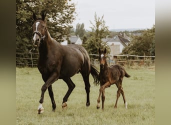 Trakehner, Stute, 13 Jahre, 165 cm, Brauner