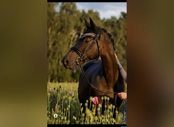 Trakehner, Stute, 13 Jahre, 165 cm