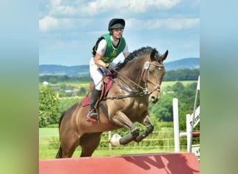Trakehner, Stute, 13 Jahre, 166 cm, Brauner