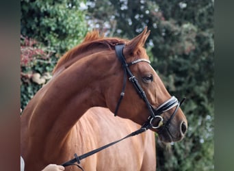 Trakehner, Stute, 13 Jahre, 167 cm, Fuchs