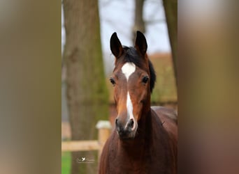 Trakehner, Stute, 13 Jahre, 168 cm, Dunkelbrauner