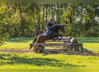 Trakehner, Stute, 13 Jahre, 170 cm, Dunkelbrauner