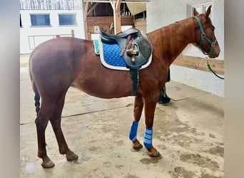 Trakehner Mix, Stute, 14 Jahre, 158 cm, Dunkelfuchs