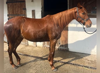 Trakehner Mix, Stute, 14 Jahre, 158 cm, Dunkelfuchs