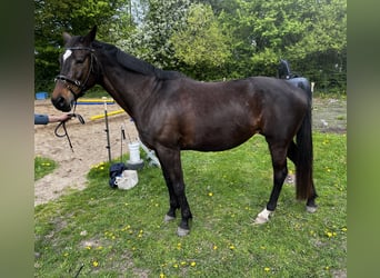 Trakehner, Stute, 14 Jahre, 160 cm, Brauner
