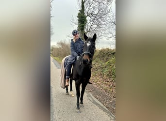 Trakehner, Stute, 14 Jahre, 160 cm, Brauner