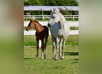 Trakehner, Stute, 14 Jahre, 164 cm, Schimmel
