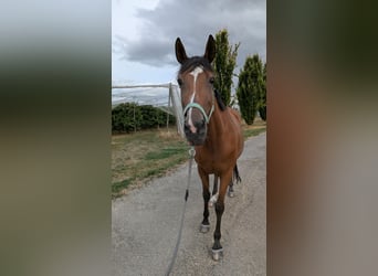 Trakehner, Stute, 14 Jahre, 168 cm, Brauner