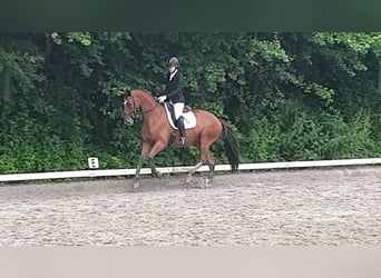 Trakehner, Stute, 14 Jahre, 168 cm, Brauner
