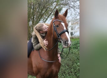 Trakehner, Stute, 14 Jahre, 170 cm, Fuchs