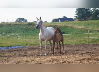 Trakehner, Stute, 14 Jahre, Schimmel