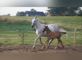 Trakehner, Stute, 14 Jahre, Schimmel