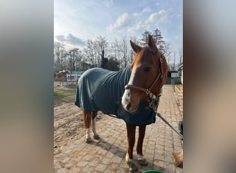 Trakehner Mix, Stute, 15 Jahre, 160 cm, Fuchs