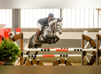 Trakehner, Stute, 15 Jahre, 164 cm, Fliegenschimmel