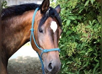Trakehner Mix, Stute, 15 Jahre, 165 cm, Brauner