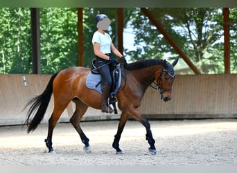 Trakehner, Stute, 15 Jahre, 165 cm, Brauner