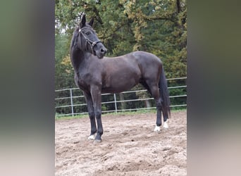 Trakehner, Stute, 15 Jahre, 165 cm, Rappe