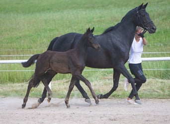 Trakehner, Stute, 15 Jahre, 165 cm, Schwarzbrauner