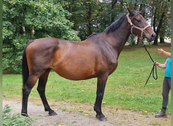 Trakehner, Stute, 15 Jahre, 167 cm, Dunkelbrauner
