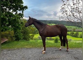 Trakehner, Stute, 15 Jahre, 168 cm, Fuchs