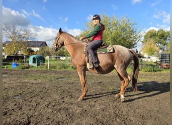 Trakehner, Stute, 15 Jahre, Fuchs