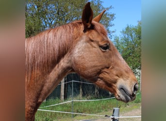 Trakehner, Stute, 15 Jahre, Fuchs