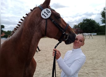 Trakehner, Stute, 15 Jahre, Fuchs