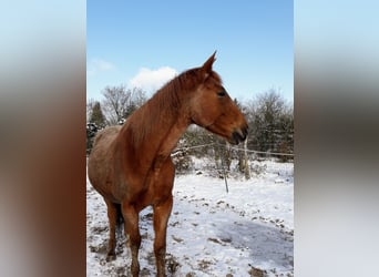 Trakehner, Stute, 15 Jahre, Fuchs