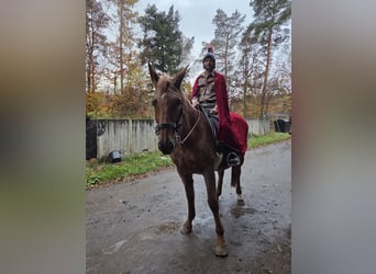 Trakehner, Stute, 15 Jahre, Fuchs