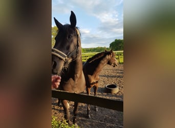 Trakehner Mix, Stute, 16 Jahre, 154 cm, Rappe