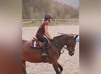 Trakehner, Stute, 16 Jahre, 163 cm, Brauner