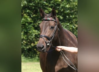 Trakehner, Stute, 16 Jahre, 166 cm, Dunkelbrauner