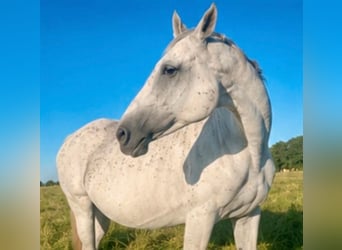 Trakehner, Stute, 16 Jahre, 166 cm, Schimmel