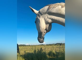 Trakehner, Stute, 16 Jahre, 166 cm, Schimmel