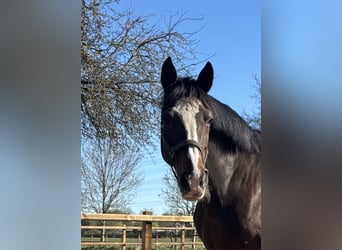 Trakehner, Stute, 16 Jahre, 168 cm