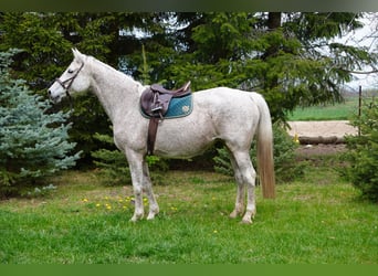 Trakehner, Stute, 16 Jahre, 168 cm, Schimmel