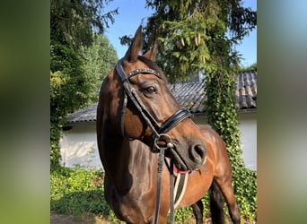 Trakehner, Stute, 17 Jahre, 163 cm, Brauner