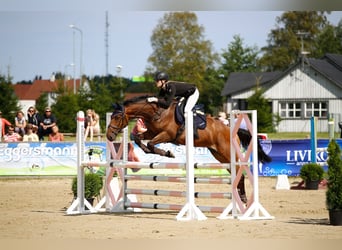 Trakehner Mix, Stute, 17 Jahre, 165 cm, Rotbrauner