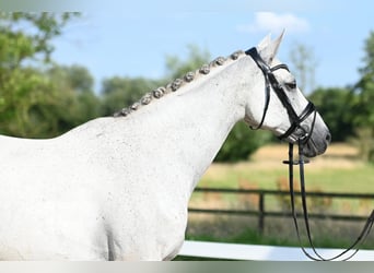 Trakehner, Stute, 17 Jahre, 166 cm, Schimmel