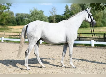 Trakehner, Stute, 17 Jahre, 166 cm, Schimmel