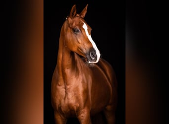 Trakehner, Stute, 17 Jahre, 167 cm, Fuchs