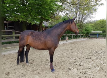 Trakehner, Stute, 17 Jahre, 169 cm