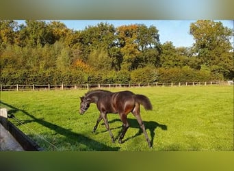 Trakehner, Stute, 17 Jahre, 169 cm